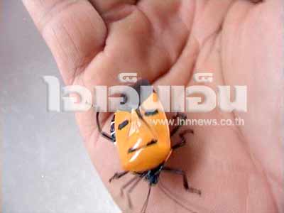 แมลงเปาบุ้นจิ้น